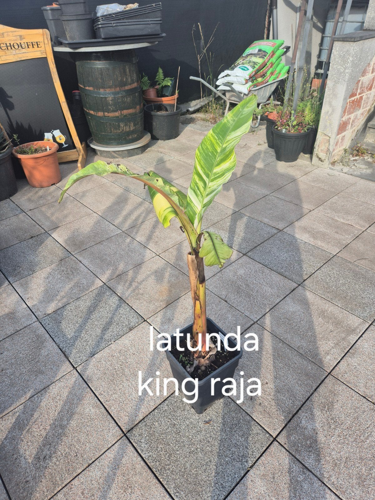 Musa latunda raja king, Jardin & Terrasse, Enlèvement