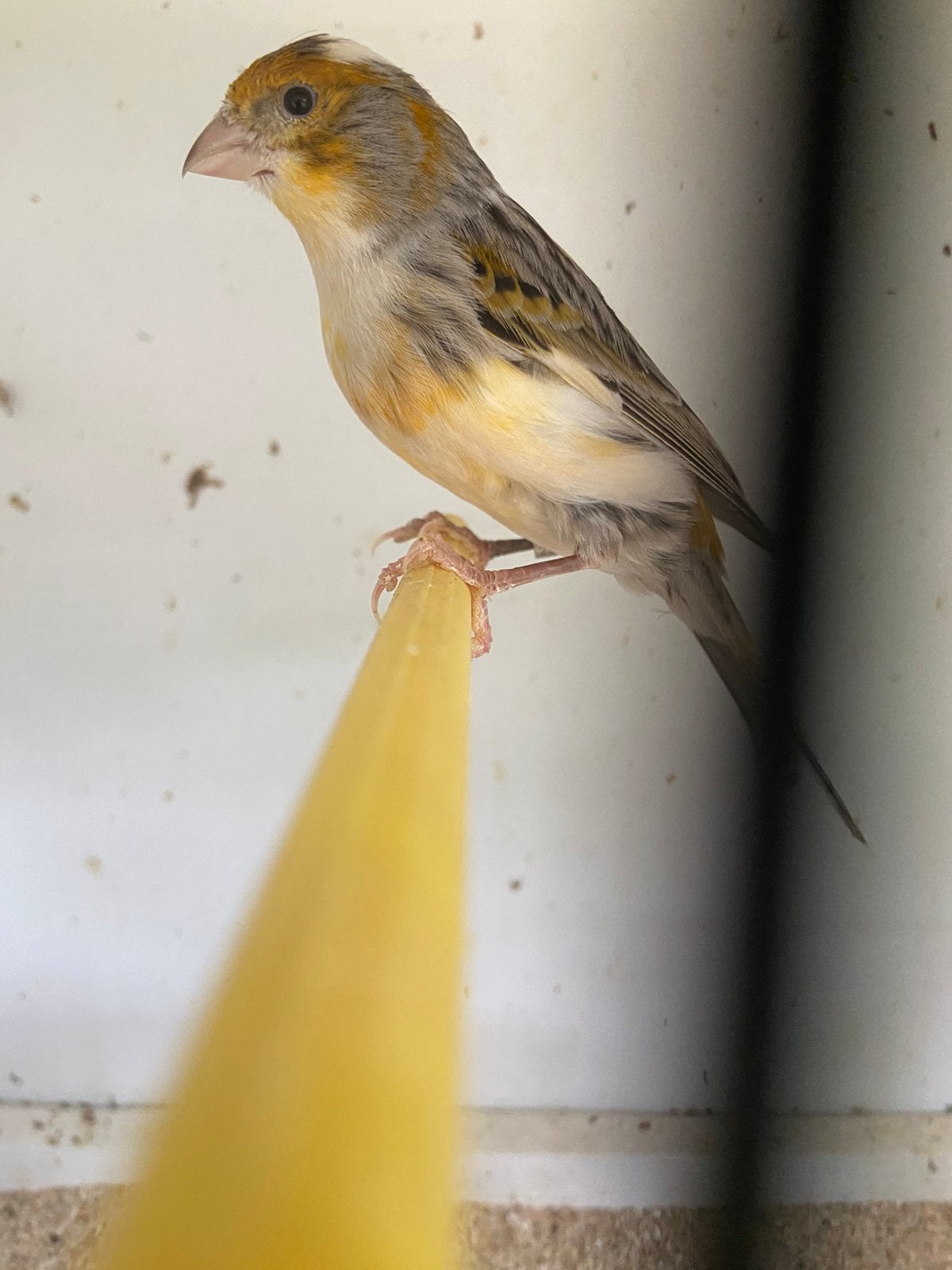 Kanarie man bont, Dieren en Toebehoren, Vogels | Kanaries, Mannelijk, Zangkanarie