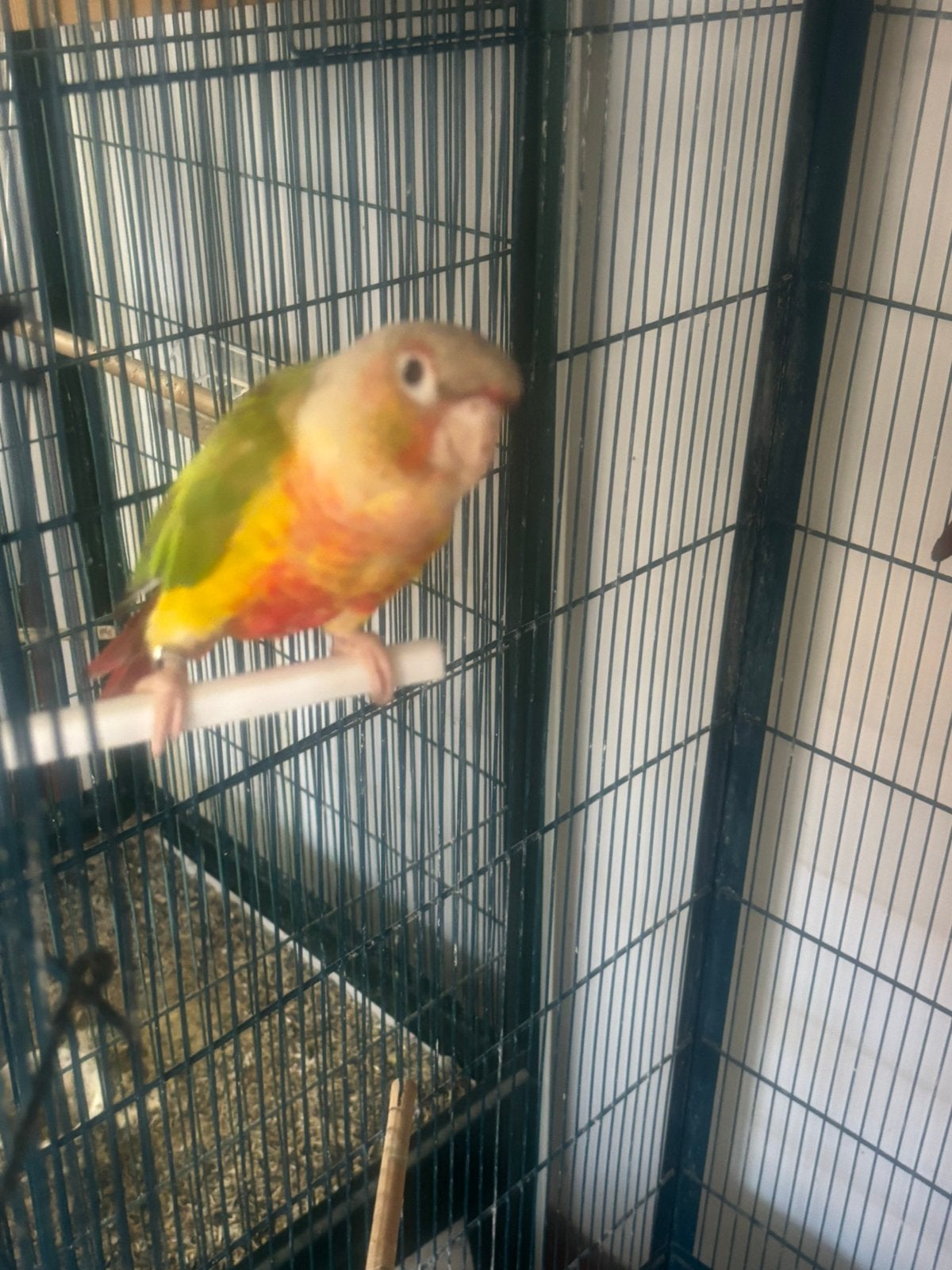 Koppel pyrrhura, Dieren en Toebehoren, Meerdere dieren, Dwergpapegaai of Agapornis, Geringd