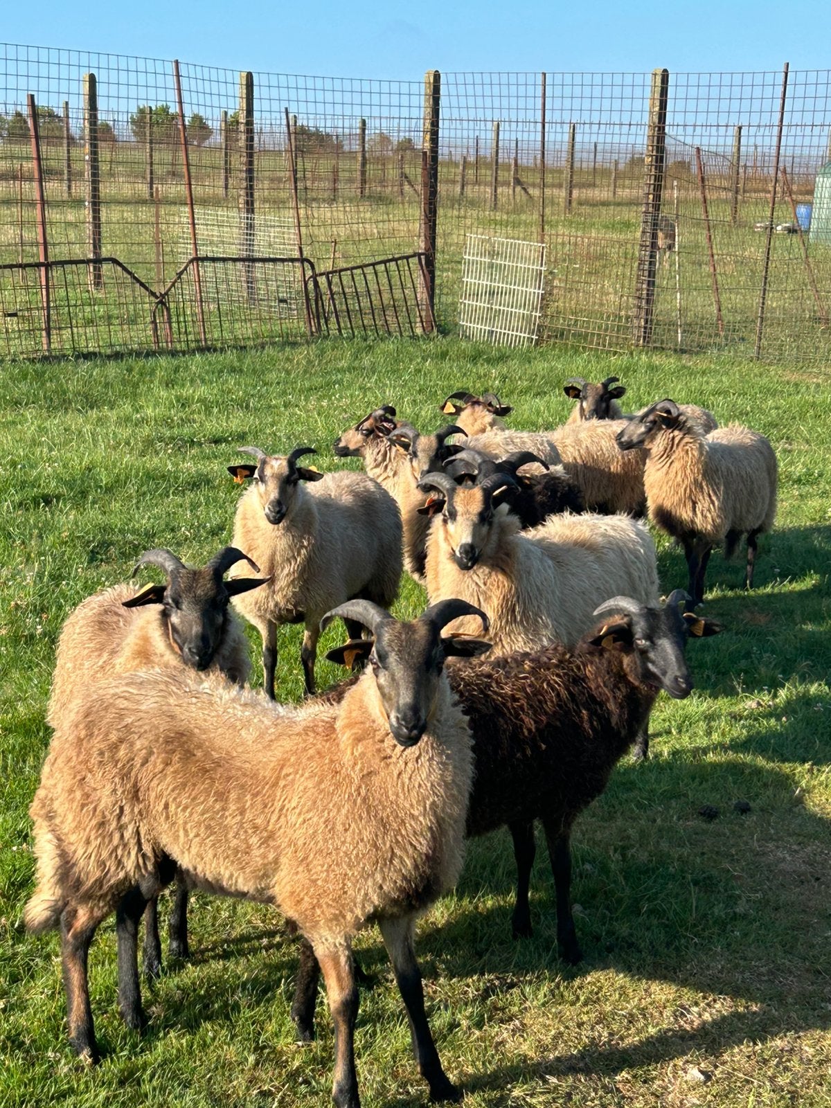 12 prachtige jonge ooien drents heideschaap, Dieren en Toebehoren, Vrouwelijk, Schaap