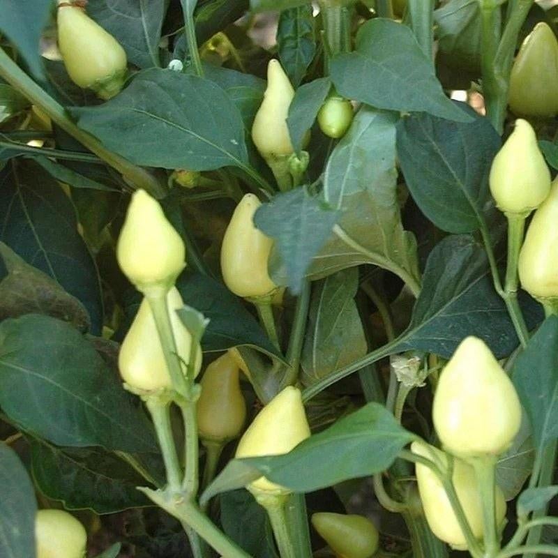 Tuinplanten, Tuin en Terras, Ophalen