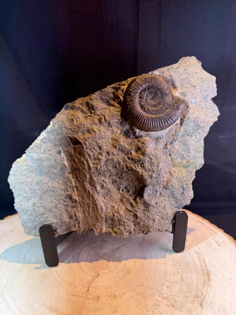 Fossiele ammoniet met fossiel hout – Jura – Duitsland, Verzamelen, Mineralen en Fossielen, Fossiel, Ophalen of Verzenden