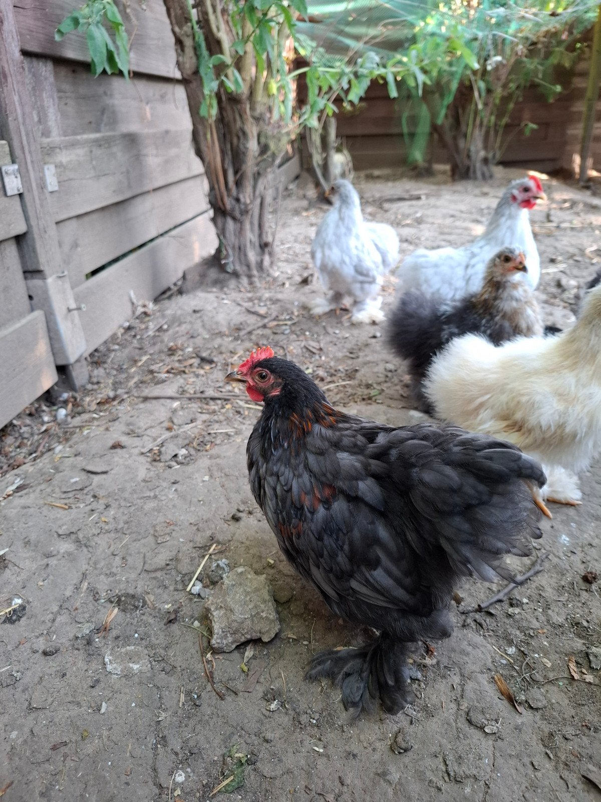 Cochin kriel haantjes, Dieren en Toebehoren, Pluimvee