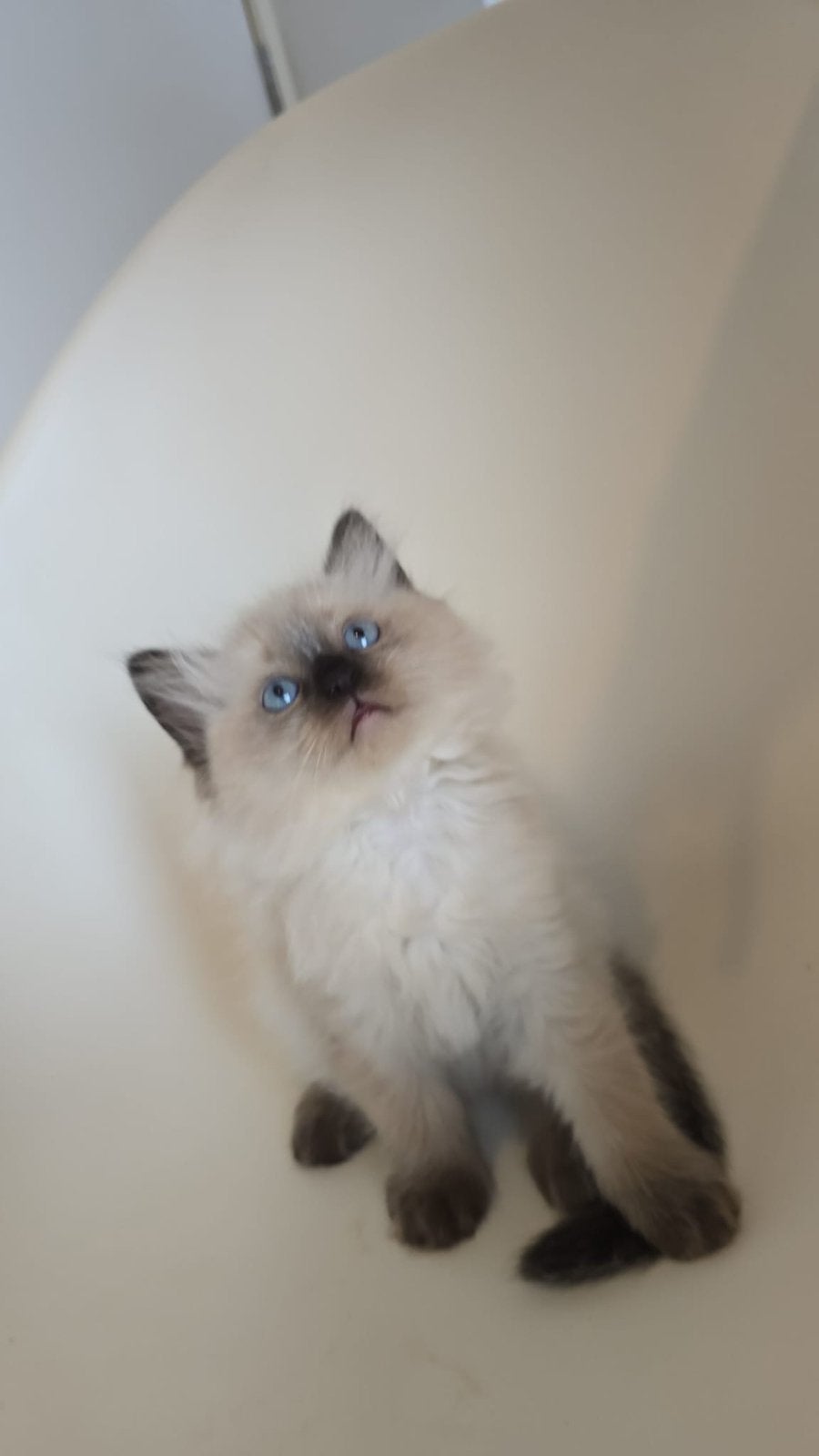 Magnifiques chatons Ragdoll disponibles à la réservation, Chat, Vermifugé, 0 à 2 ans