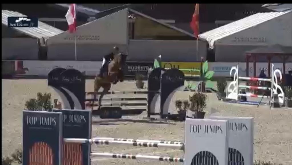 9 jarige merrie te koop, Merrie
