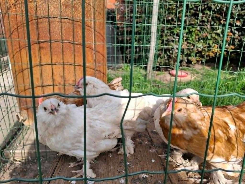ukkelse baardkrielen, Dieren en Toebehoren, Pluimvee
