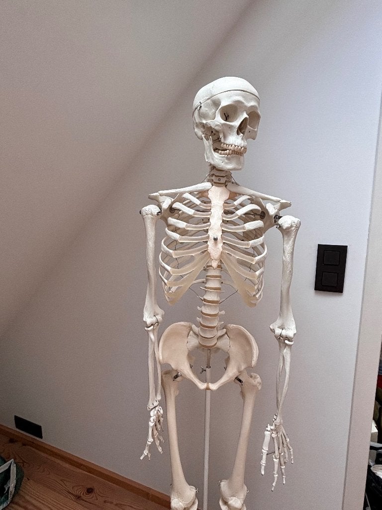 Anatomisch skelet, Diversen, Schoolbenodigdheden, Ophalen, Zo goed als nieuw