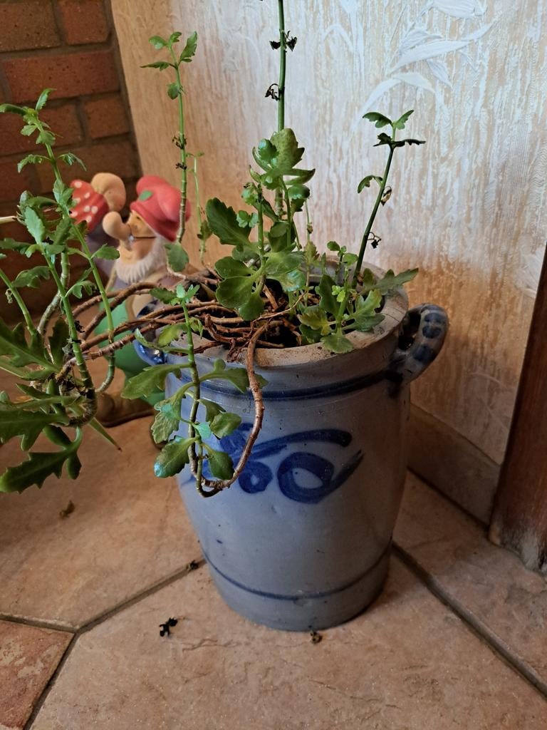 Keulse pot met plant, Ophalen of Verzenden