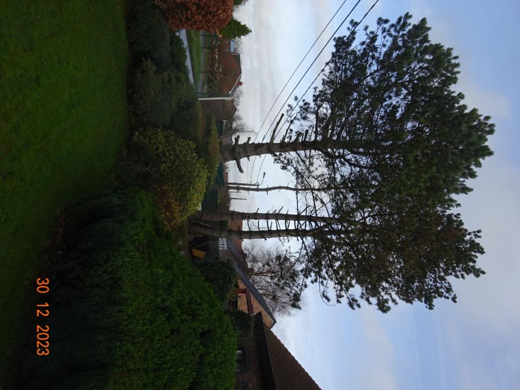 pin des landes, Ophalen