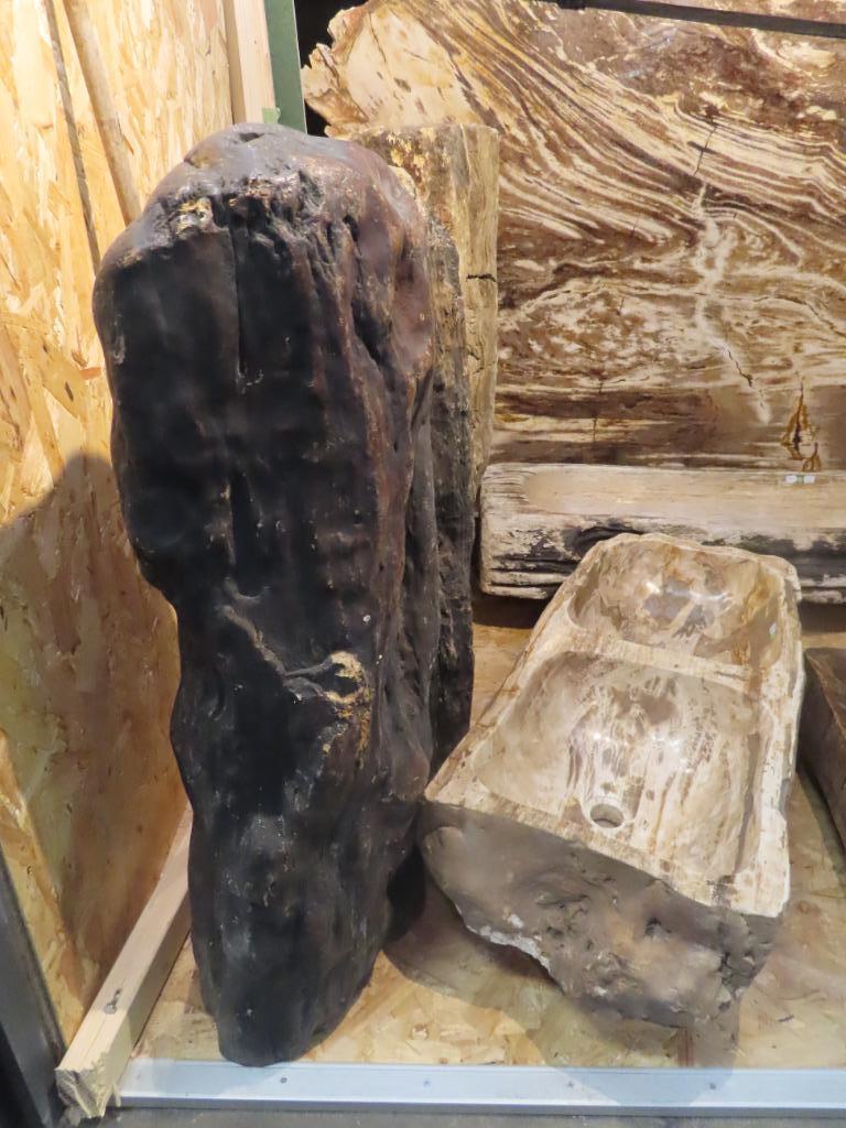 Fossile de bois pétrifié, Collections, Enlèvement, Fossile