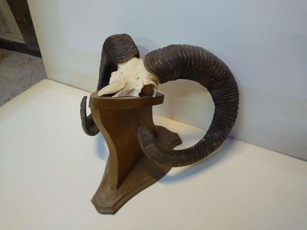 Schedel Moeflon, Ophalen
