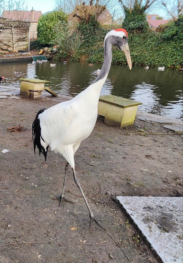 Chinese kraanvogel vrouwelijk, Dieren en Toebehoren, Vrouwelijk
