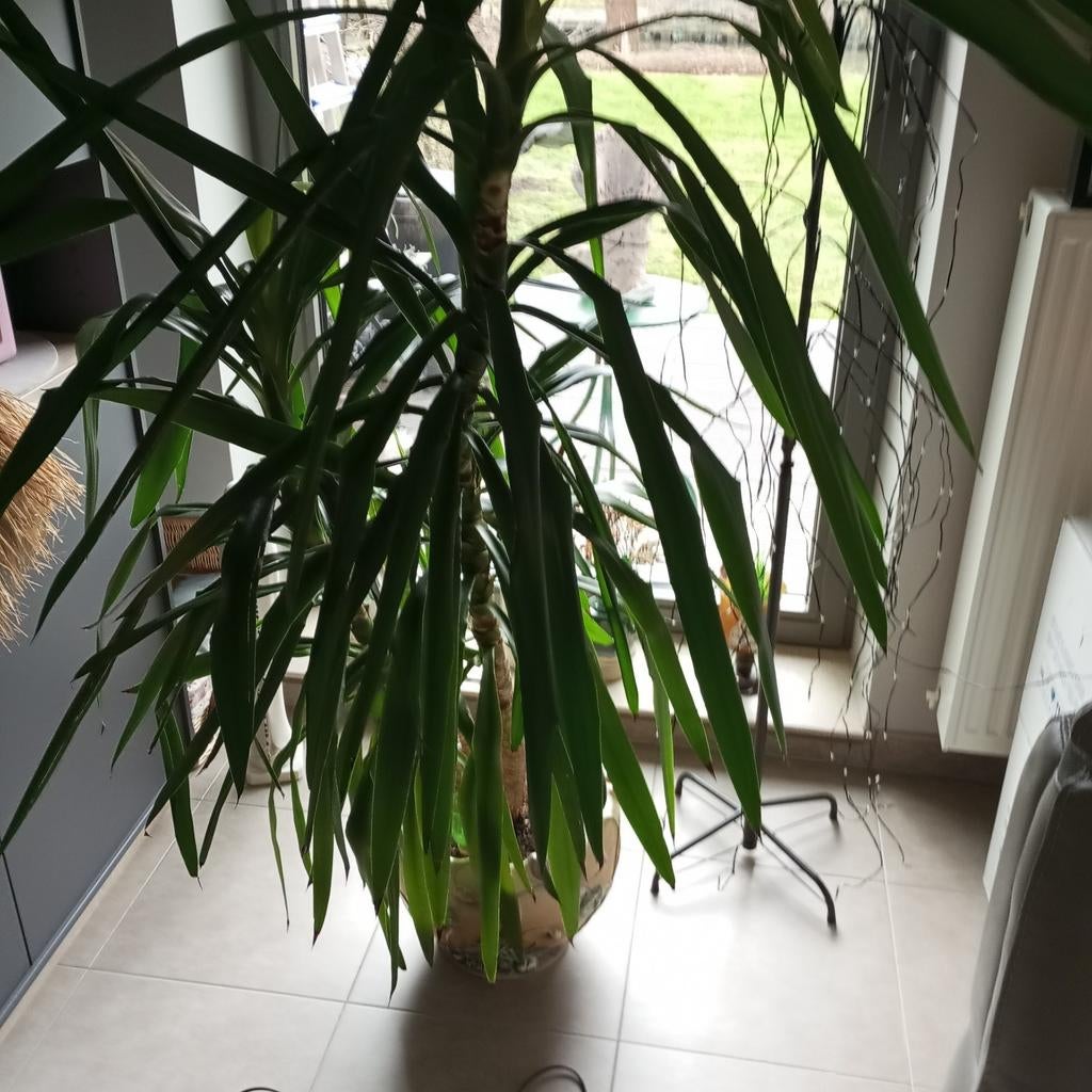 Yuka plant, Huis en Inrichting, Ophalen of Verzenden