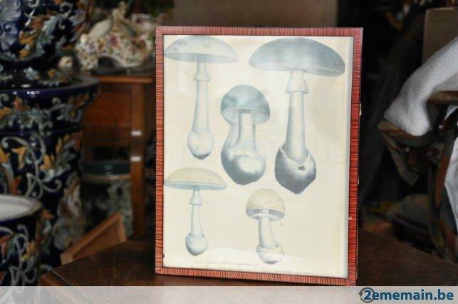 documentation mycologie agaric dans cadre n°2, Ophalen of Verzenden, Gebruikt