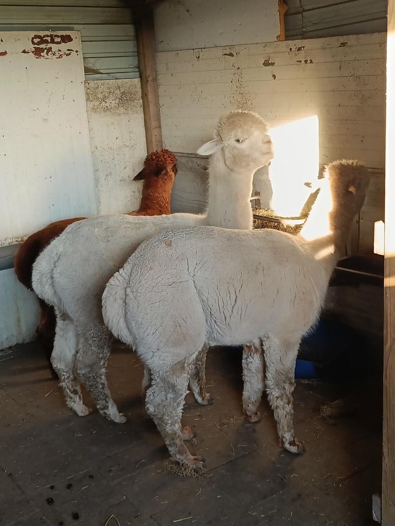 Drie alpaca hengsten te koop, Août, Mâle