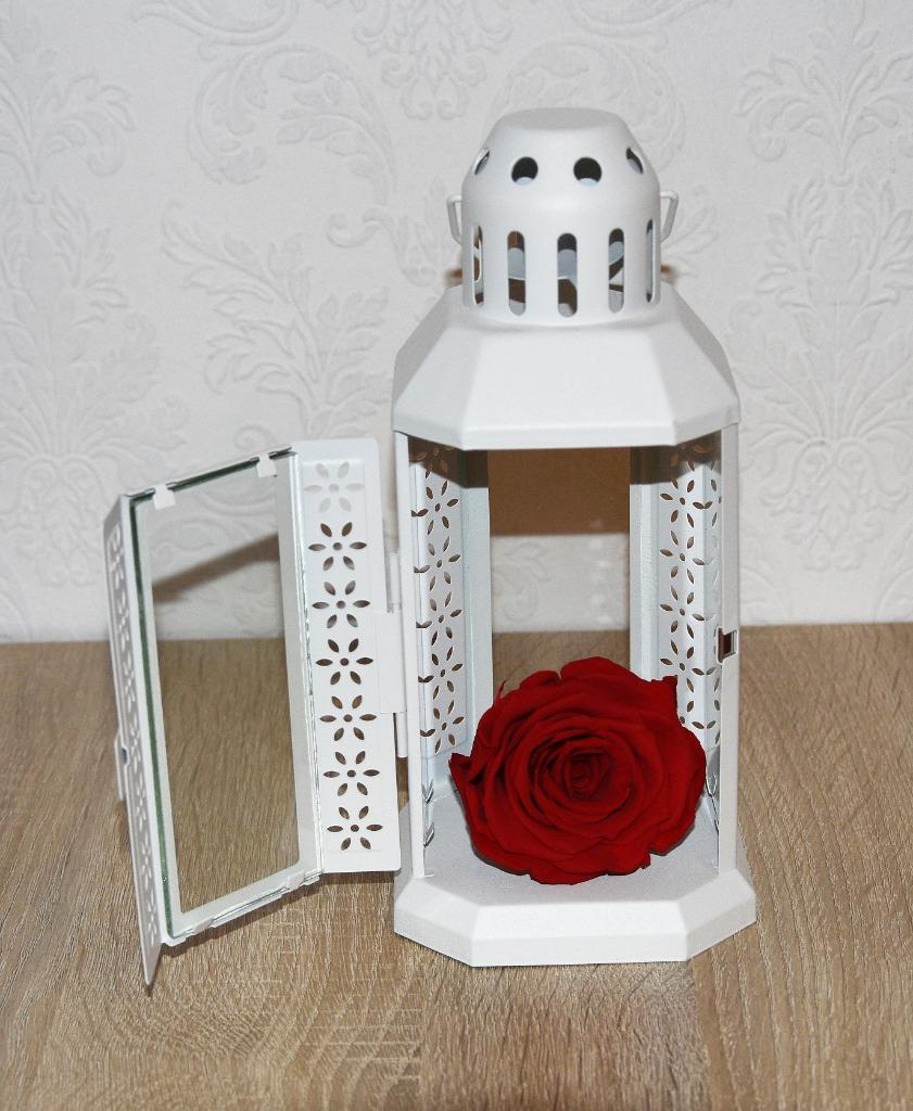 Lantaarn met eeuwige roos NIEUW, Diversen, Ophalen of Verzenden, Nieuw