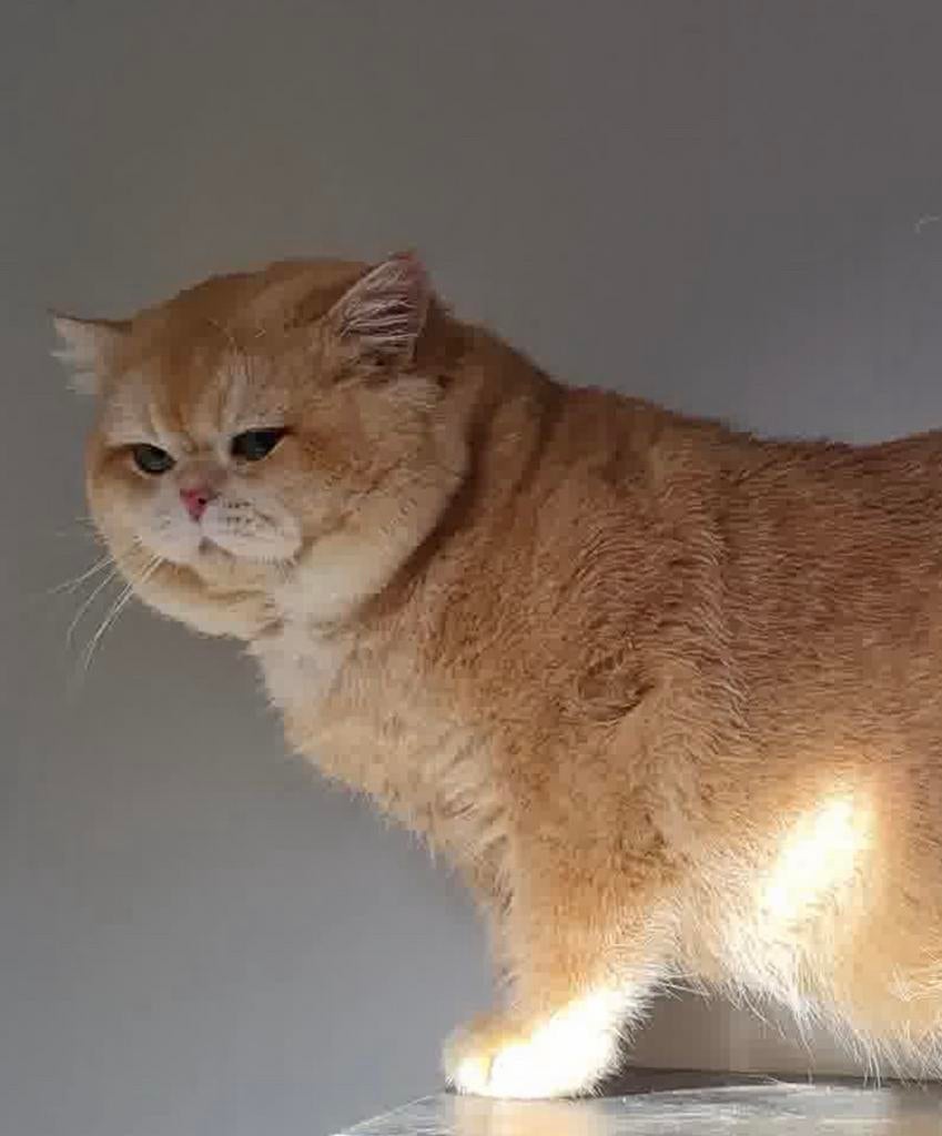 Golden britse korthaar dekkater (niet te koop), 3 à 5 ans