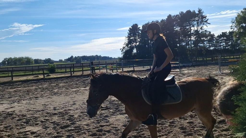Bijrijd/verzorg paard gezocht, Dieren en Toebehoren, Paarden