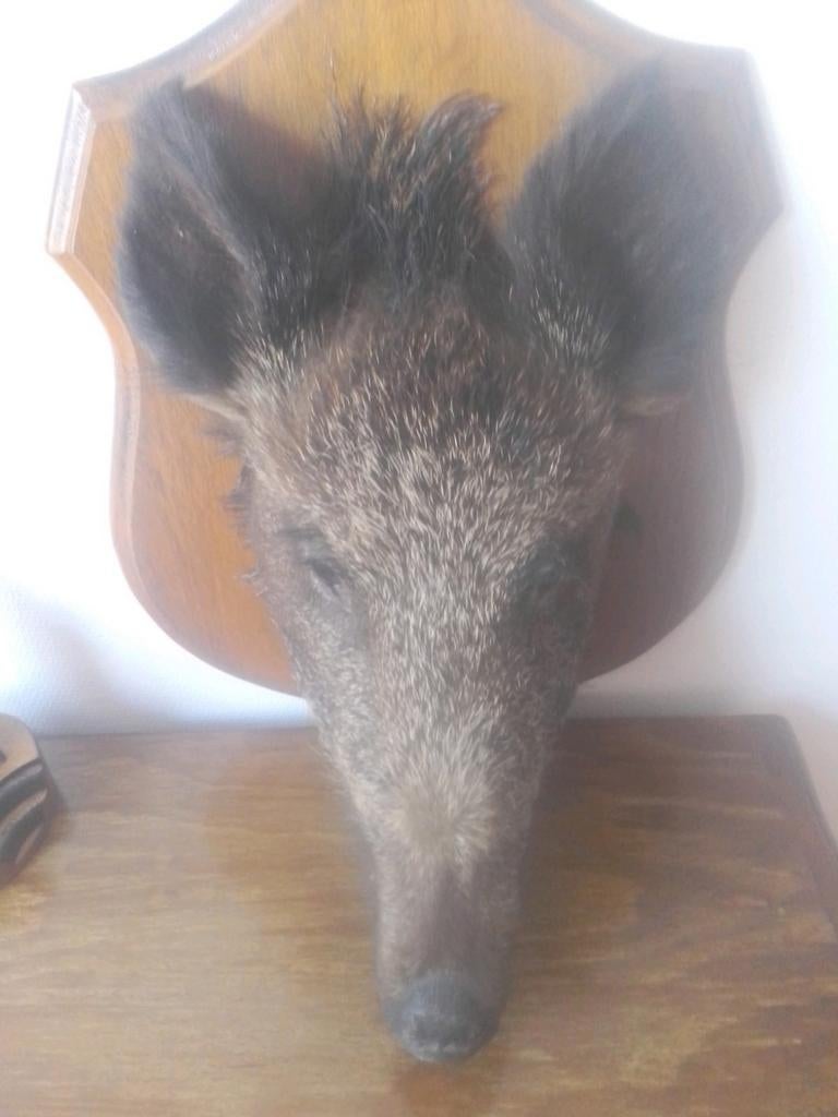 Tête de sanglier, Enlèvement ou Envoi, Bois