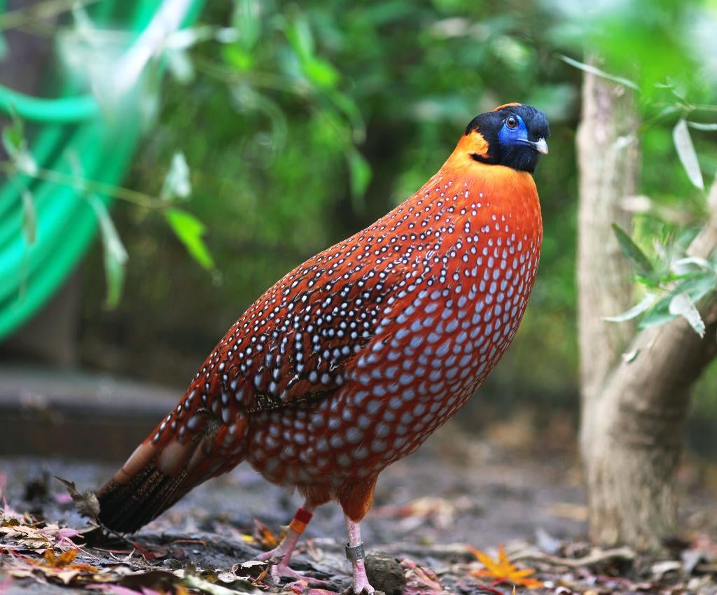 Faisan tragopan de Temminck, Animaux & Accessoires, Juillet, Mâle
