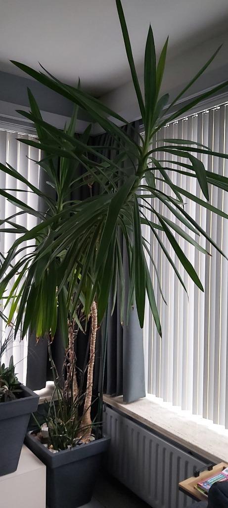 Kamerplant Yucca, Huis en Inrichting, Kamerplanten, Ophalen, 200 cm of meer, In pot, Yucca