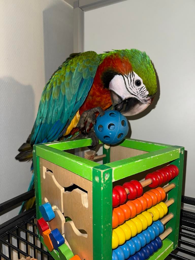 Jeune ara arlequin super apprivoisé, Mâle, Perroquet, Parleur