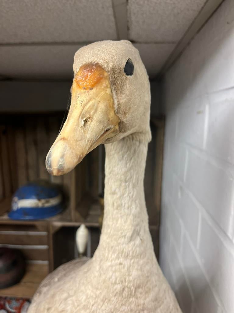 Taxidermie gans, Antiek en Kunst, Curiosa en Brocante, Ophalen