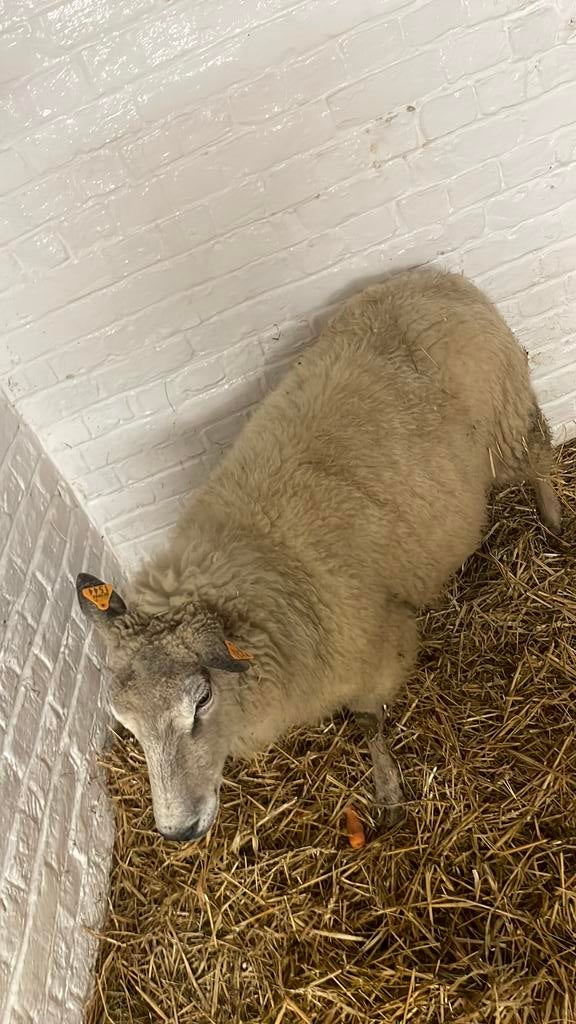 Schaap ooi te koop, Dieren en Toebehoren, Schaap