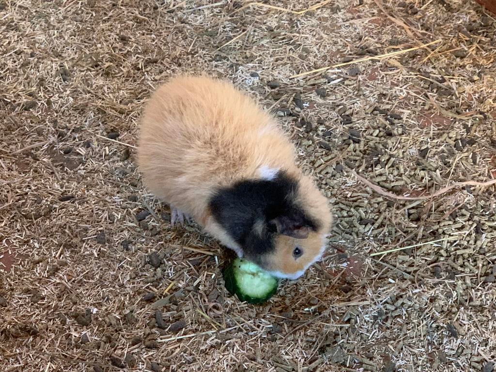 Cavia beertjes, Septembre, Femelle, Cobaye