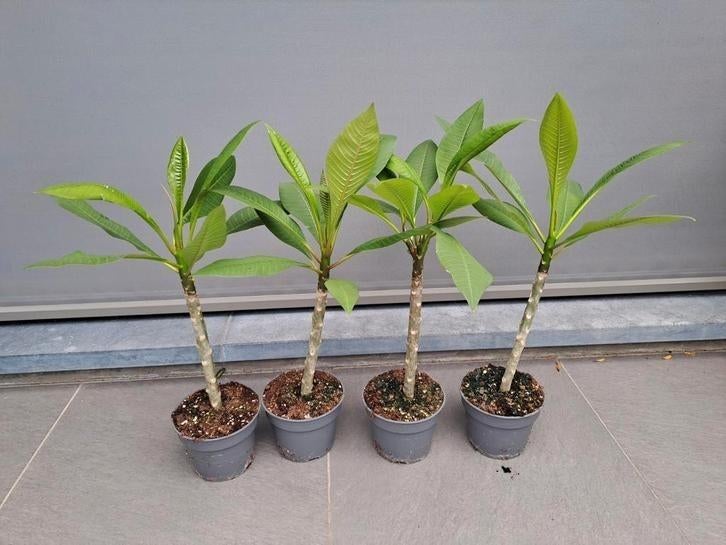 plumeria rubra ( frangipani ), Tuin en Terras, Planten | Tuinplanten, Overige soorten, Volle zon, Vaste plant, Ophalen of Verzenden