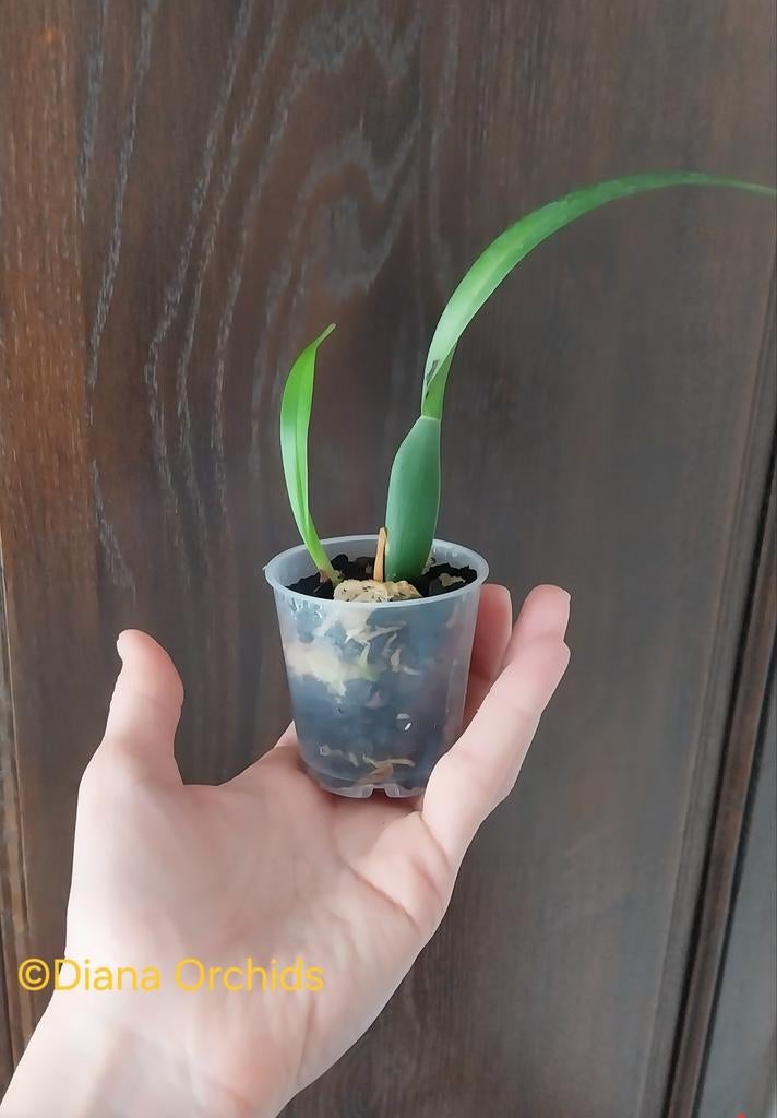 Orchidée Maxillaria variabilis, Enlèvement ou Envoi