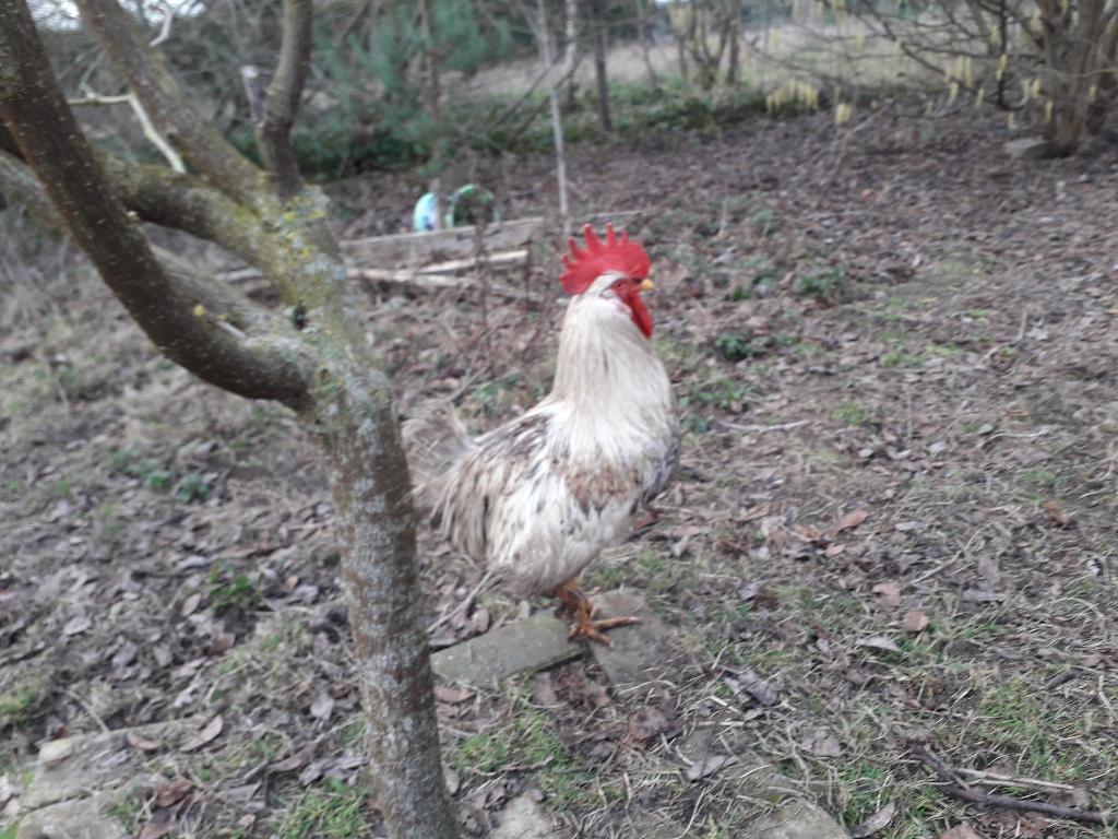 witte slachtkippen hanen 8maanden oud 12.5€ stuk evergem, Dieren en Toebehoren, Pluimvee, Mannelijk, Kip