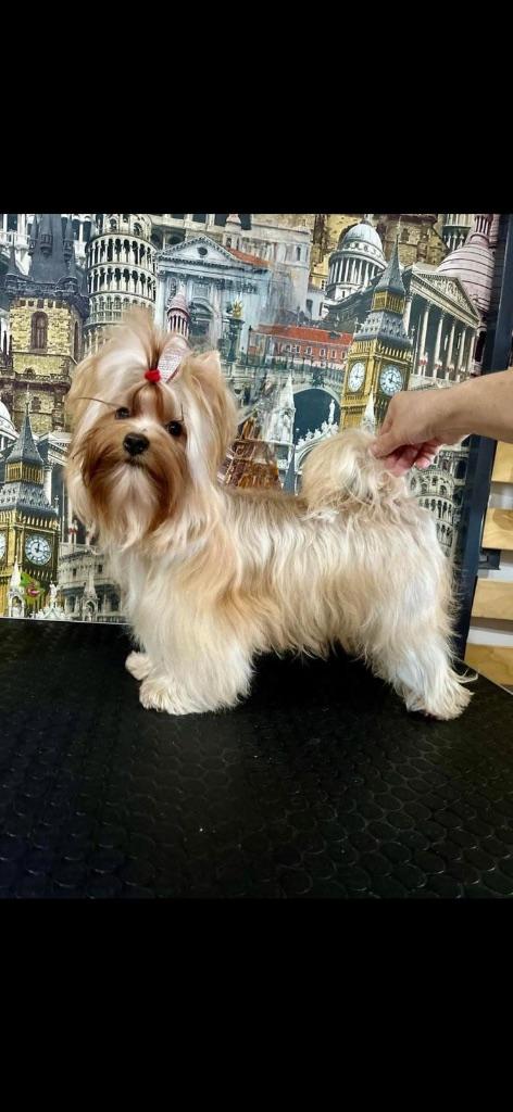 Bébé miniature Golddust et biewer et chocolat, Dieren en Toebehoren, Parvo, België, Fokker | Hobbymatig, Overige rassen