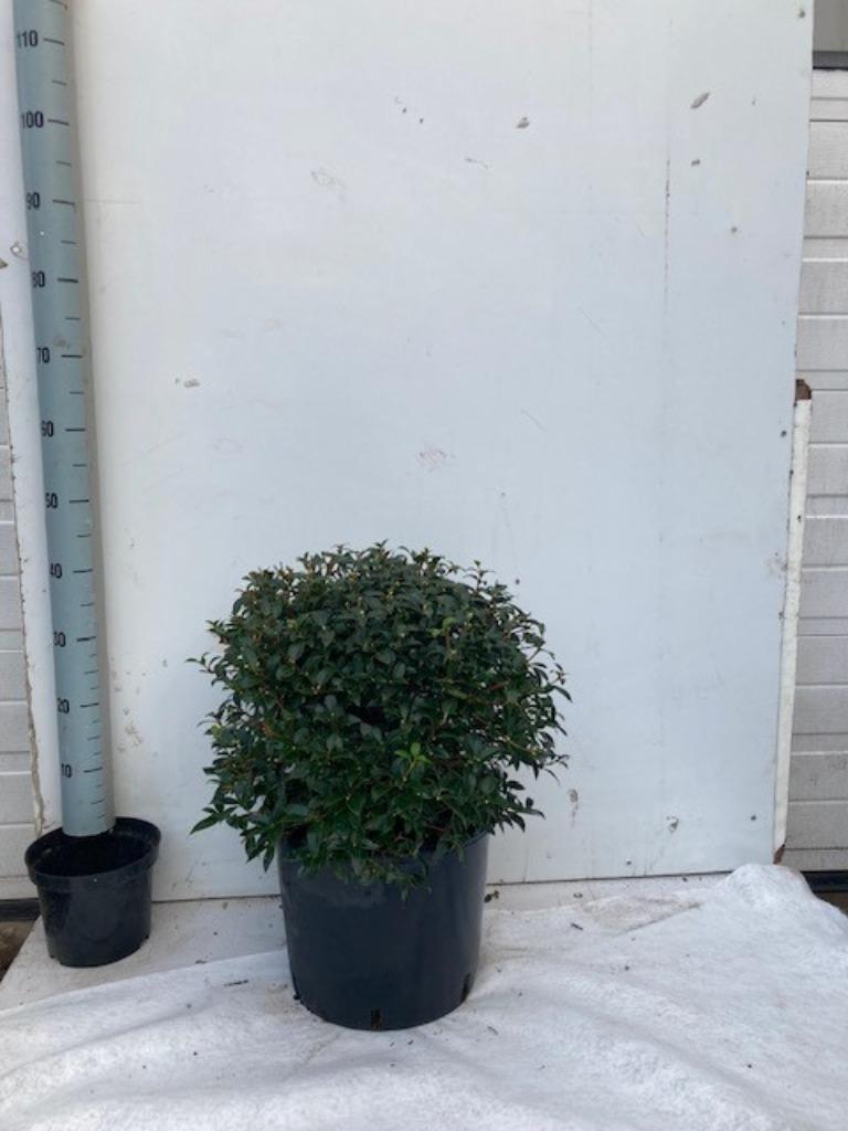 Osmanthus buirkwoodii. niet beschikbaar, Tuin en Terras, Ophalen