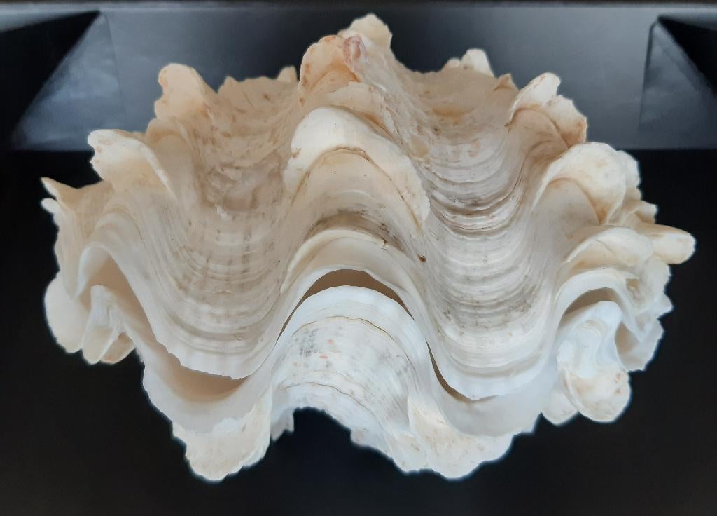 Schelp: Tridacna squamosa, Ophalen of Verzenden, Schelp(en)