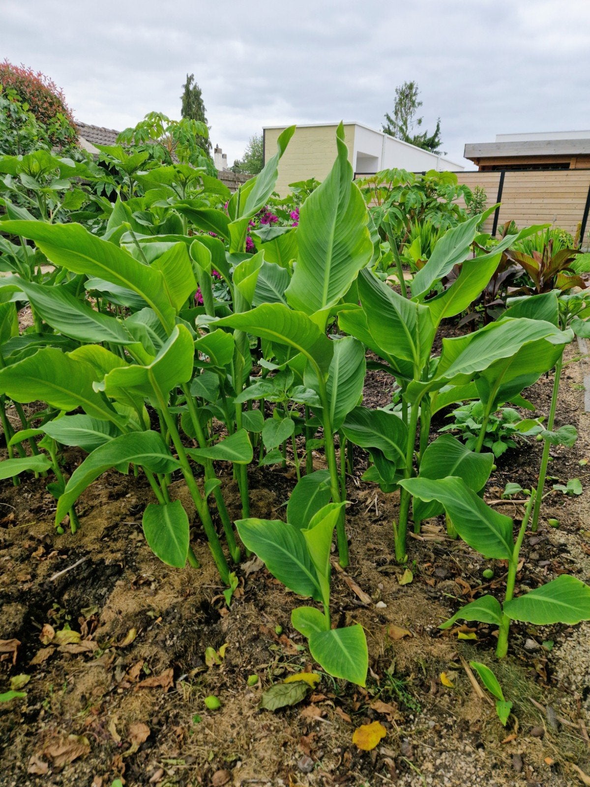 Canna Teurckheimii & Canna musafolia rubrum 3stuks 10€, Tuin en Terras, Volle zon, Vaste plant, Zomer, Ophalen