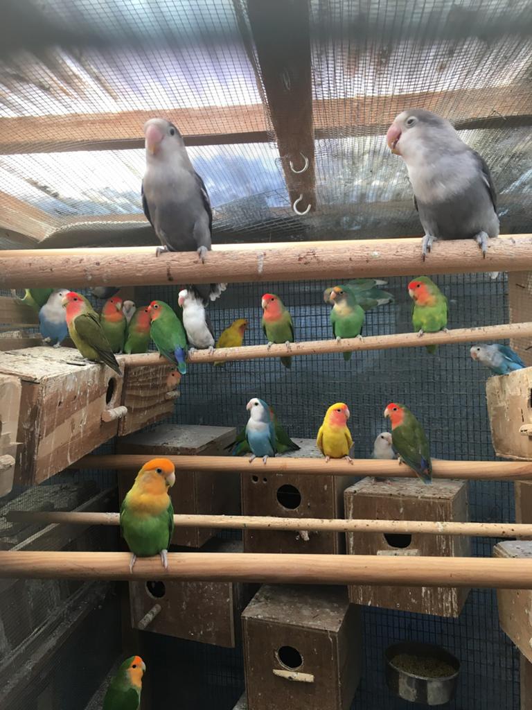 KWEEKRIJPE DWERGPAPEGAAIKES VANAF 50 EURO/KOPPEL, Dieren en Toebehoren, Vogels | Parkieten en Papegaaien, Meerdere dieren, Dwergpapegaai of Agapornis