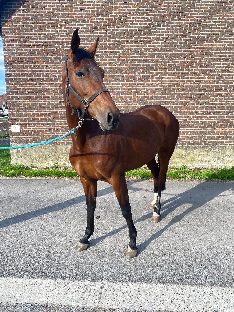 6 jarige merrie te koop, Animaux & Accessoires, Chevaux, Jument, L, 170 à 175 cm, 3 à 6 ans, Cheval de saut