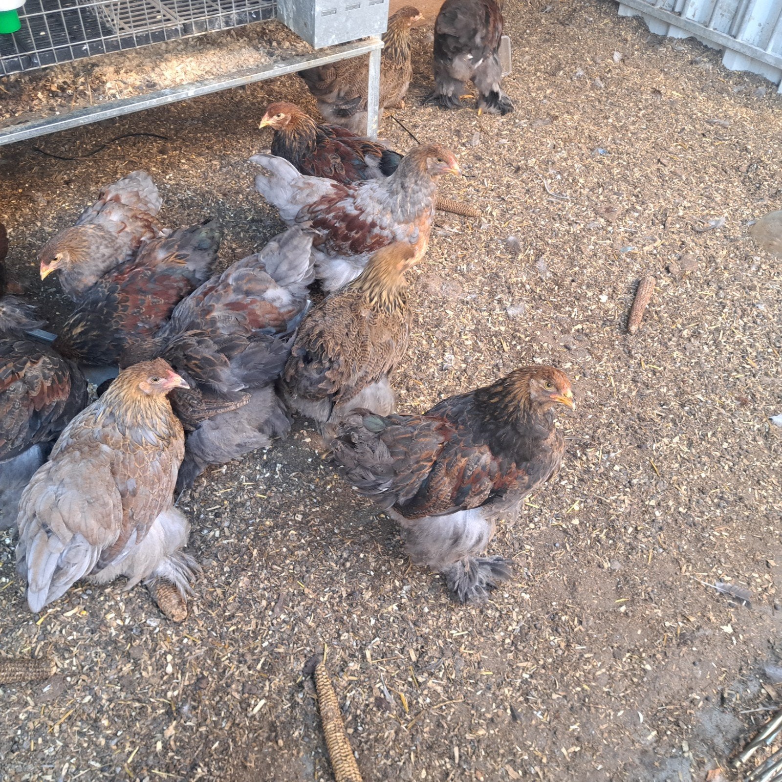brahma hanen, Mâle, Poule ou poulet