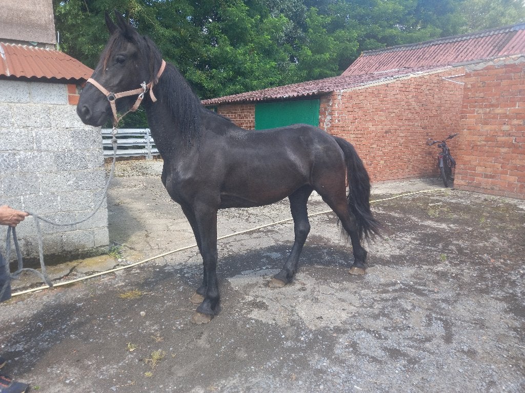 3 jaarse friese merrie, Dieren en Toebehoren, Paarden, Merrie, Niet van toepassing, Minder dan 160 cm, 3 tot 6 jaar, Tuigpaard