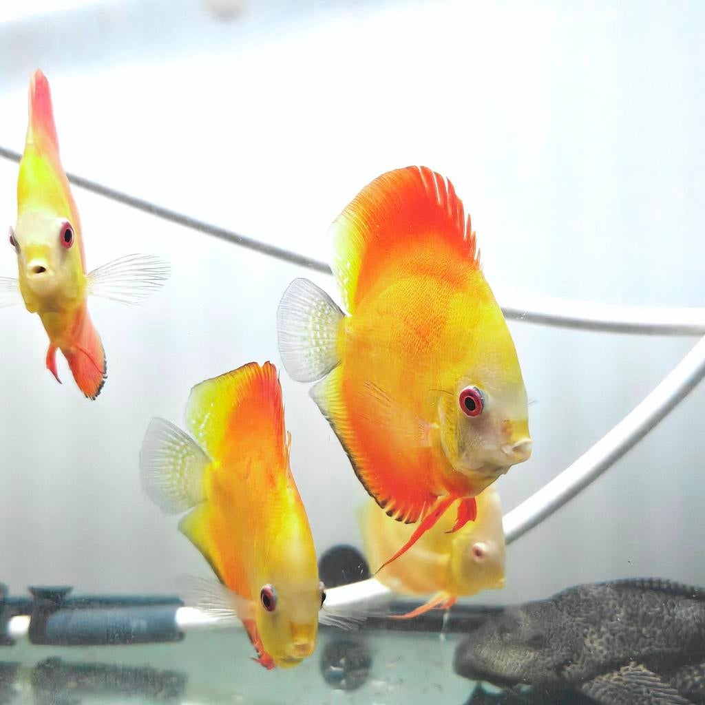 Diamant jaune Discus et cristal jaune, Poisson, Poisson d'eau douce, Banc de poissons