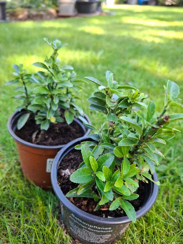 Kardinaalsmuts of buxusvervanger, Tuin en Terras, Ophalen, Overige soorten, Struik, Minder dan 100 cm