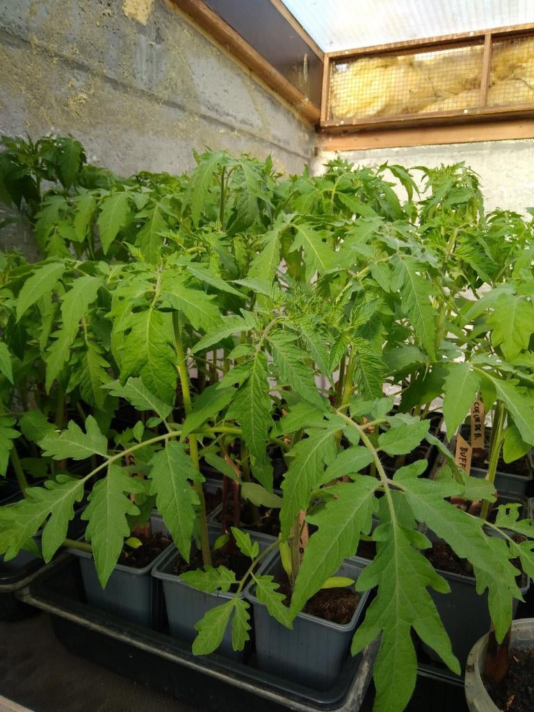 TOMATEN, PAPRIKA, KOMKOMMER, ea., Tuin en Terras, Ophalen, Zomer, Eenjarig, Groenteplanten