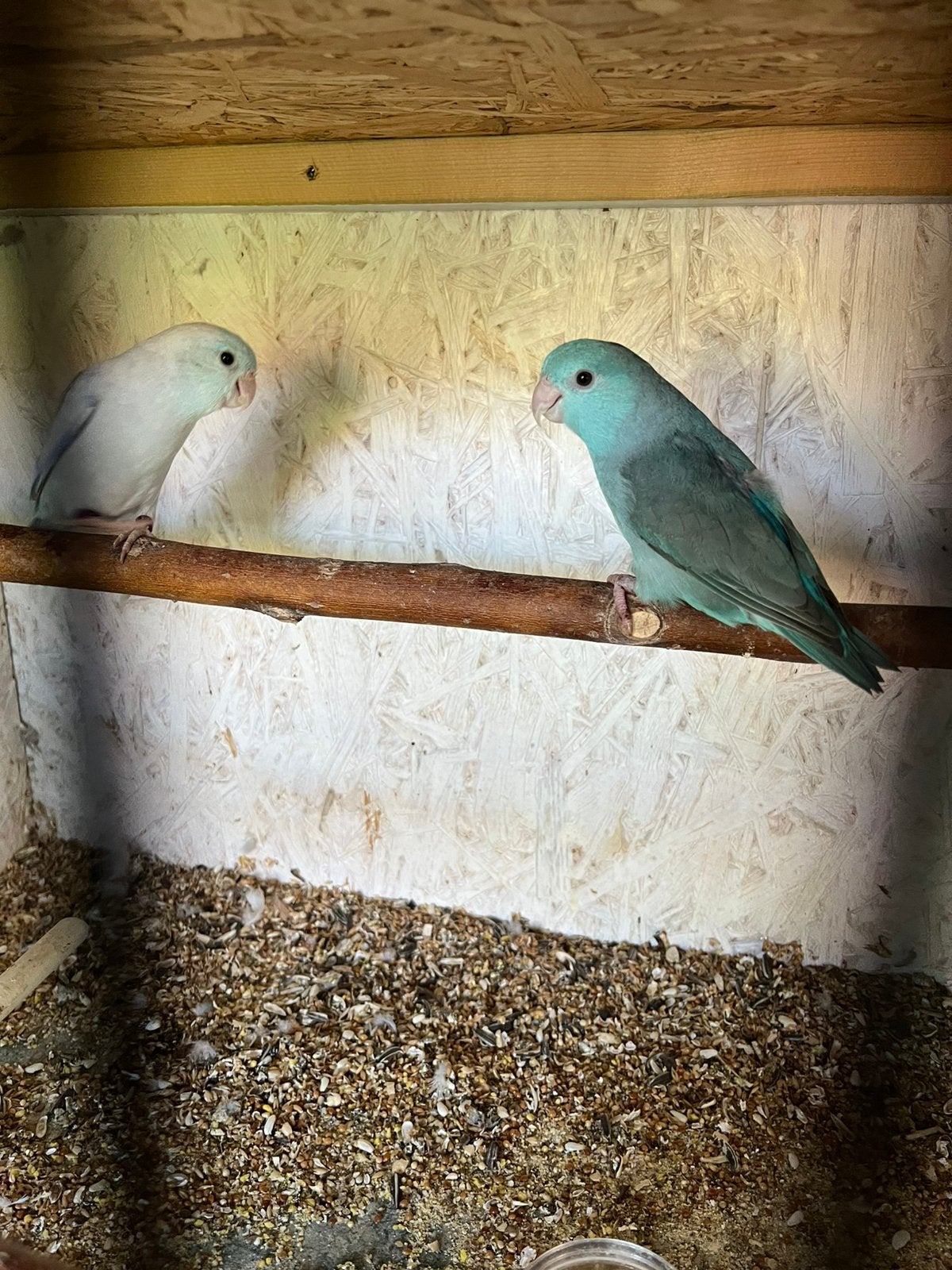 Koppel forpus, Dieren en Toebehoren, Mannelijk, Geringd