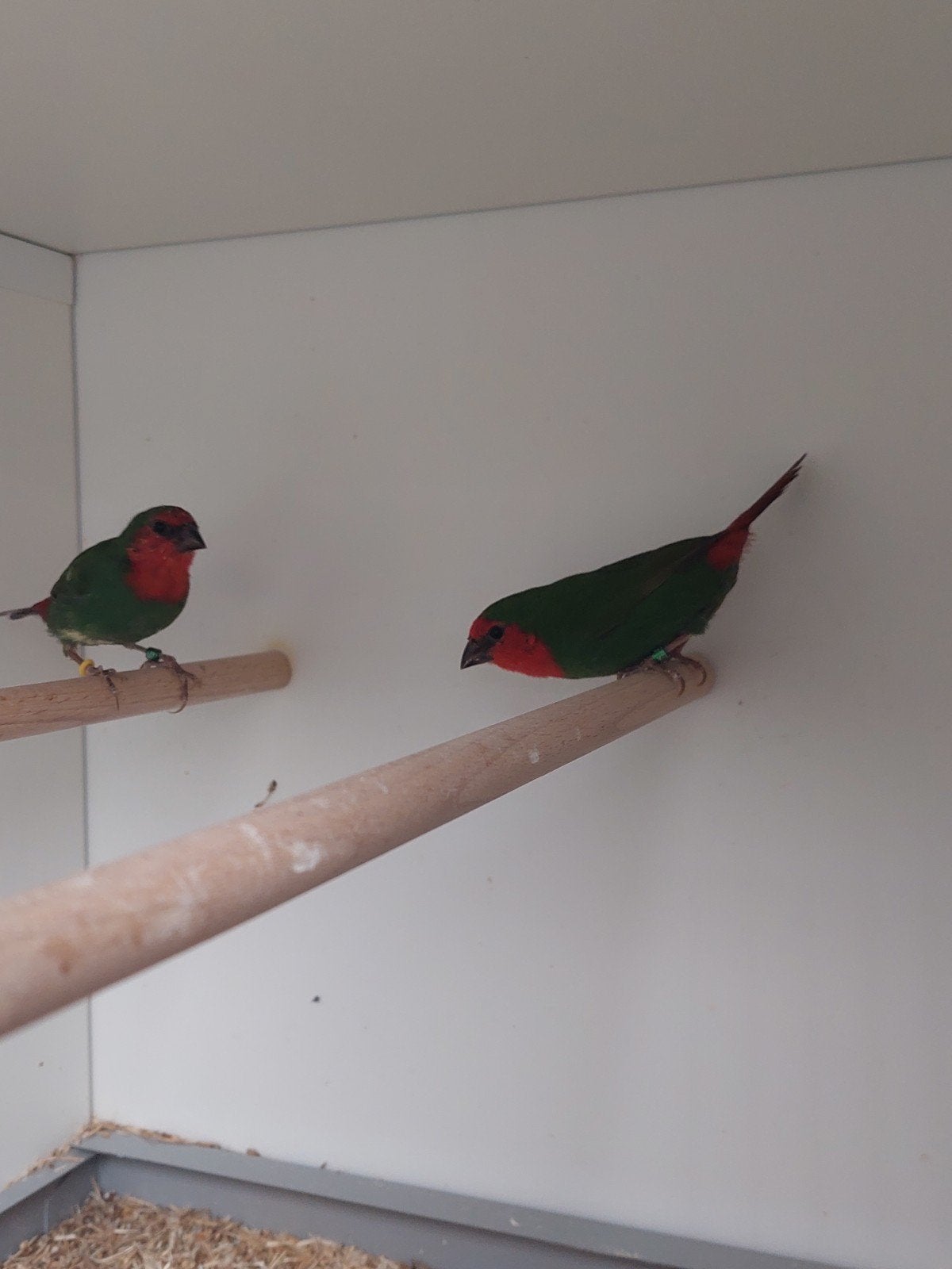 koppel roodkoppapegaai amadine  natuurbroed, Dieren en Toebehoren