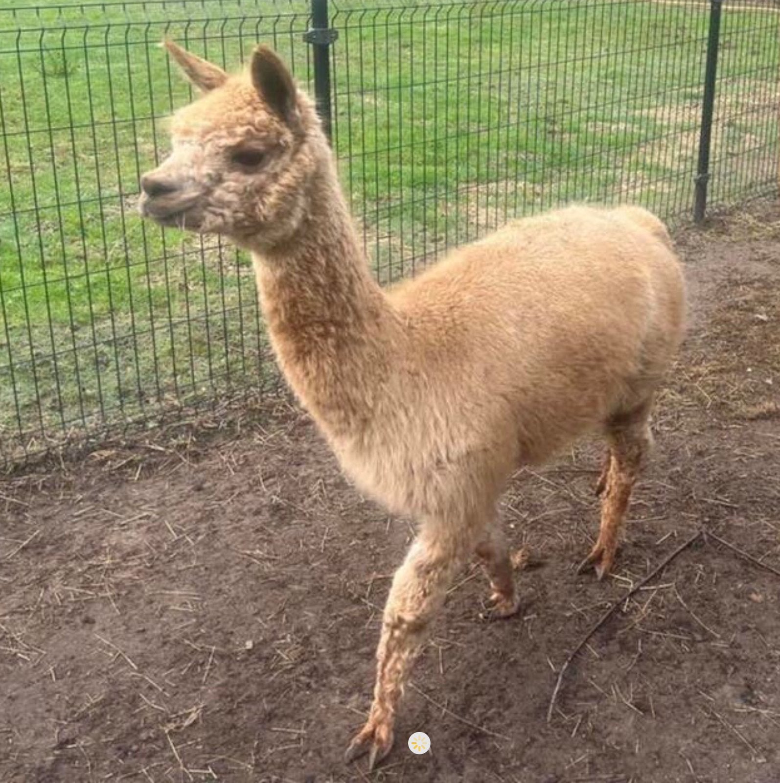 prachtige alpaca merrie  Pipa is een bijna 4jarige merrie,, Dieren en Toebehoren, Overige Dieren, Vrouwelijk, Augustus