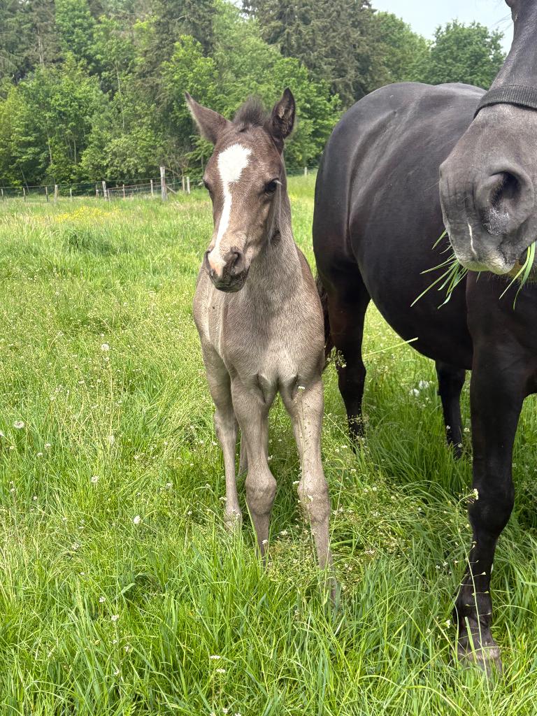 Veulen, Dieren en Toebehoren, Paarden, Merrie, Niet van toepassing, 0 tot 2 jaar
