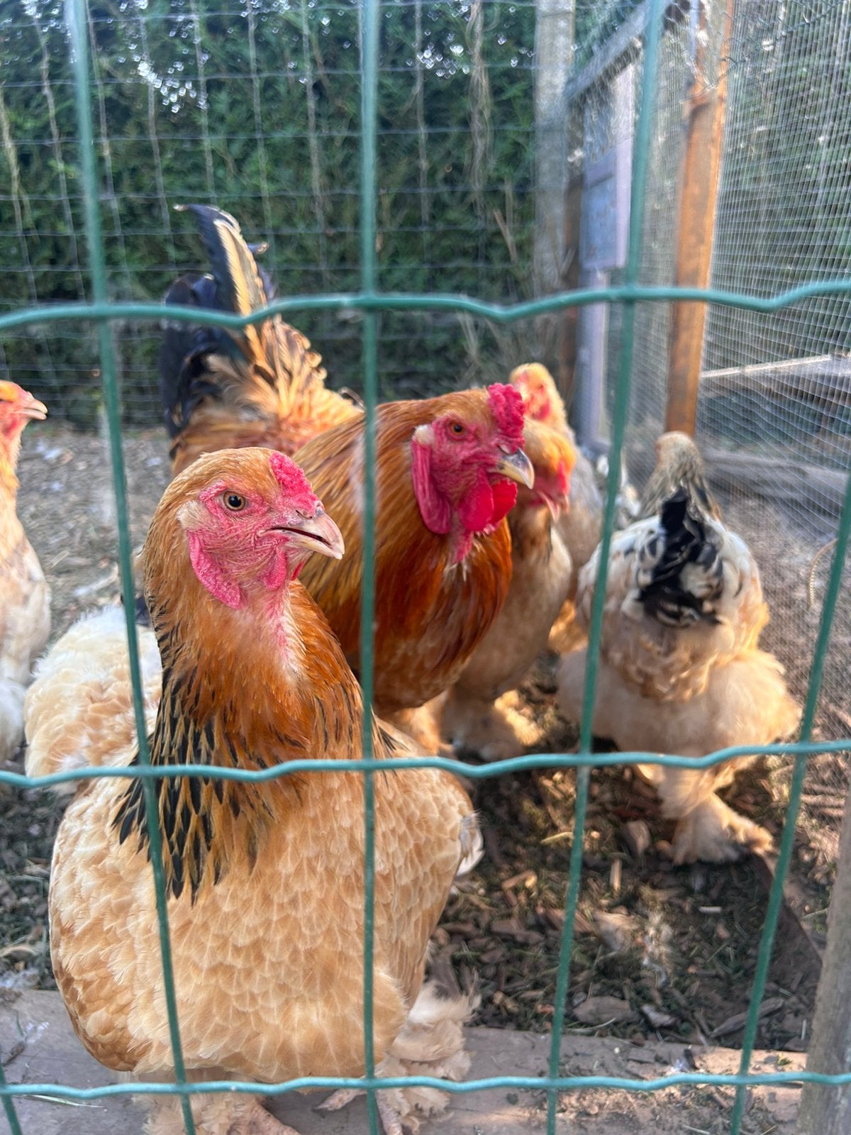 Œufs à éclore Brahma Buff, Animaux & Accessoires, Plusieurs animaux, Poule ou poulet