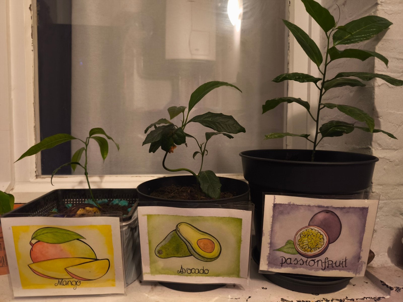 Mango, Avocado, Passie 🌱, Tuin en Terras, Planten | Fruitbomen, Ophalen, Minder dan 100 cm, Overige soorten, In pot