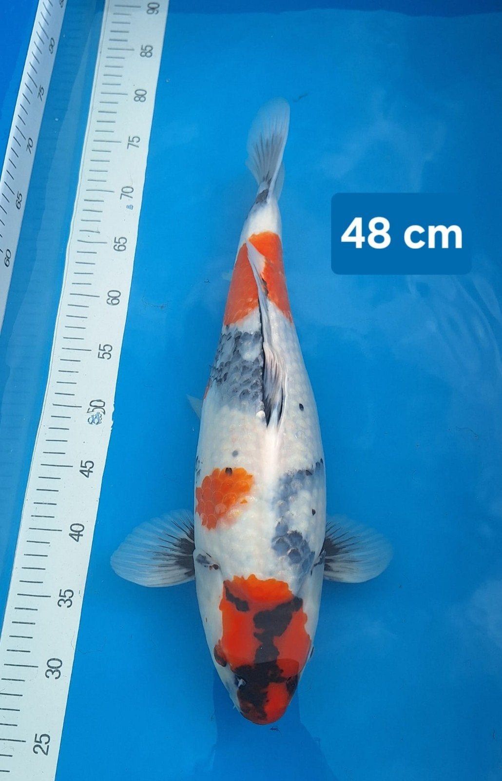 Koi Showa Ogata 48 cm, Animaux & Accessoires, Poissons | Poissons d'étang